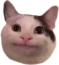 PoliteCatto
