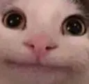 CatD