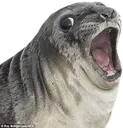 l_Bao l_Bao