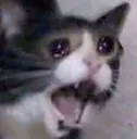 crycat crycat