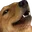 woof