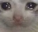 catwhappen
