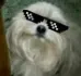 thuggo thuggo