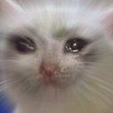 sadcat10