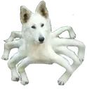 albinospiderdog albinospiderdog