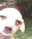 doggy Discord emoji