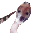 SnakeWave