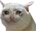 sadcat