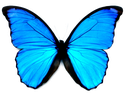 :butterfly: