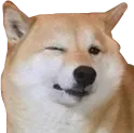doggowink