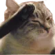 pepestanPressFtoPay