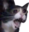 KittyCry3