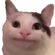 politecat