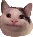 catto