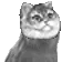 voxelcat2