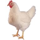 chick