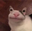 bestcat