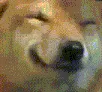 DogeSmileGif