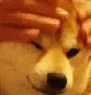 DogePet