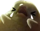 birbsobhug