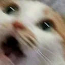 cease