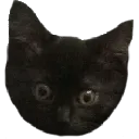 kitty kitty