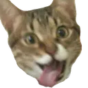 HappyKet