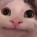 hmcat