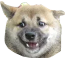 wtfdog