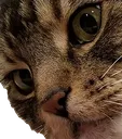 SocksWut