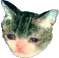 cryingcat