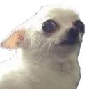 AnotherWorriedDoggo