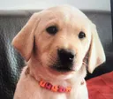 woofwoof