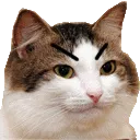 StareCatAngery