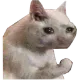 SadestCate