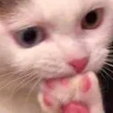 murdercat