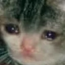 SadCat