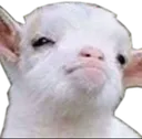 goatSmug2