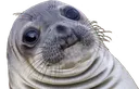 AwkwardSealSED