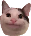 cato