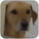 whydothis