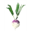 turnip