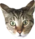 teffleswtf