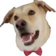 AskimTheDog