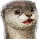 arkotter