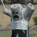 ned