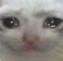 sadcat