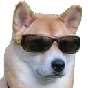 cooldoge