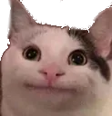 politecat