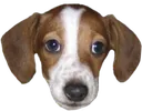 FrankerZ
